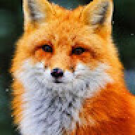 FoxGonr