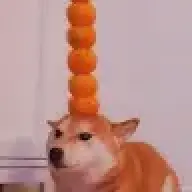 Dingo_Bongo
